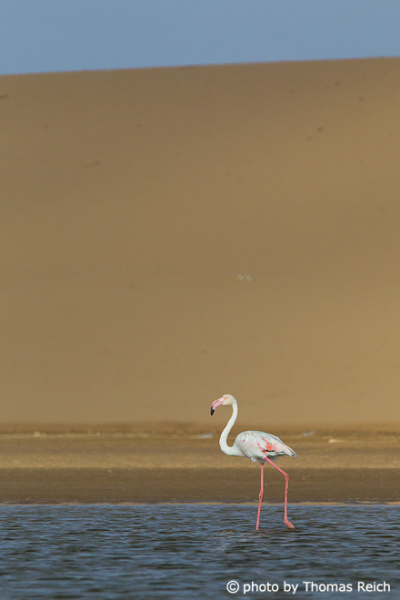 Flamingo ein Bein