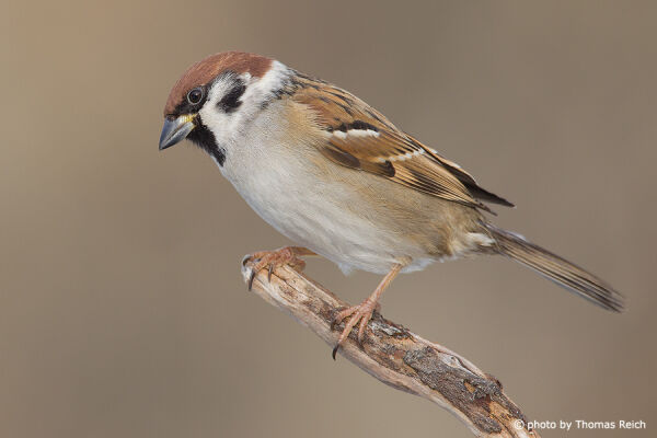 Eurasian Tree Sparrow beak