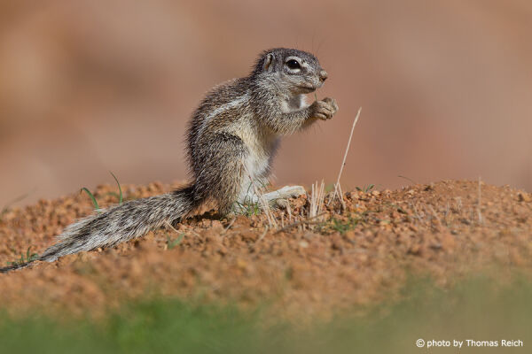Cape Ground Squirrel desert