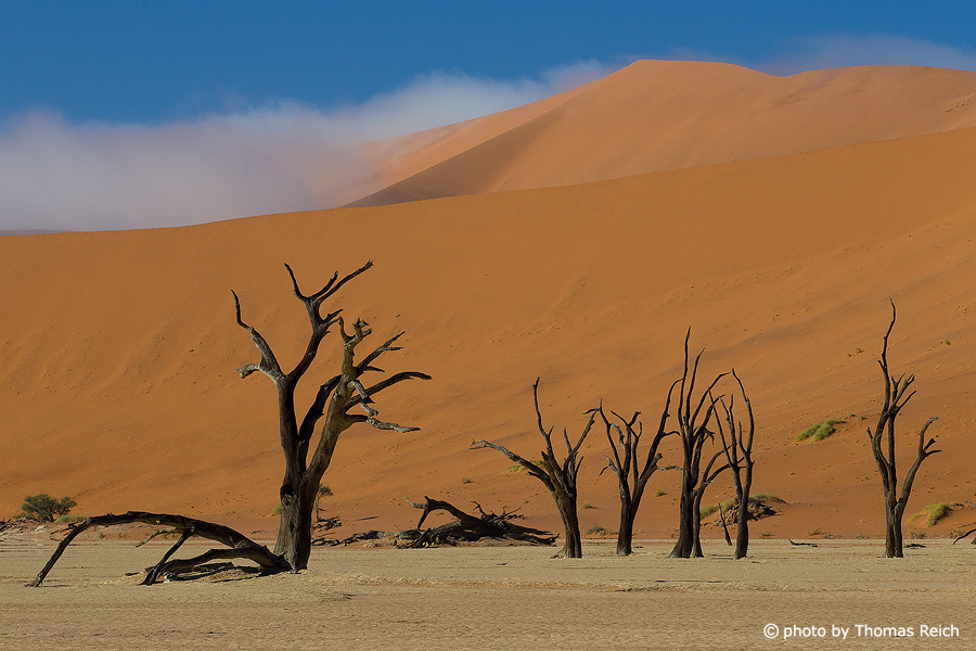 Trip Dead Vlei, Namib Desert