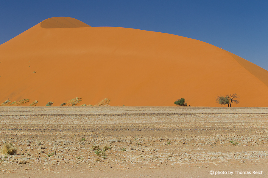 Sand dune 45, Sossusvlei Namibia