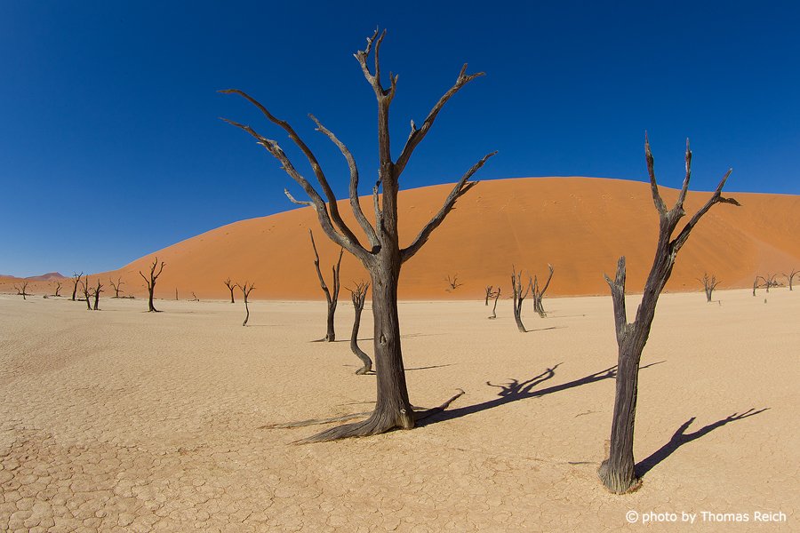Dead trees desert Namibia