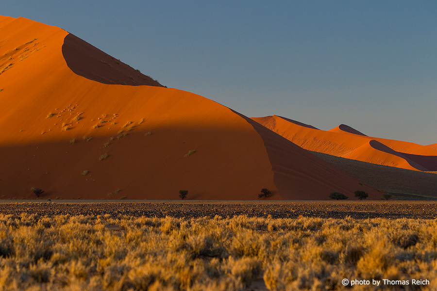 Dunes in the morning light Sossusvlei