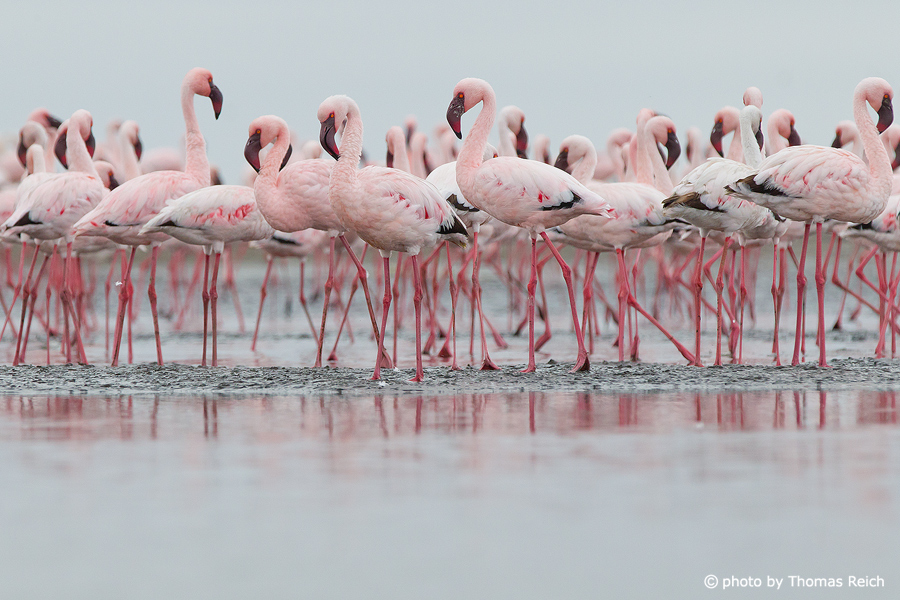 Flamingos in muddy flats