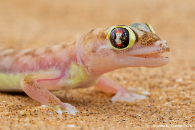 Namib Sand Gecko diet