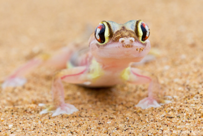 Namib Sand Gecko in Namibia