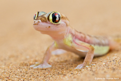 Namib Sand Gecko habitat