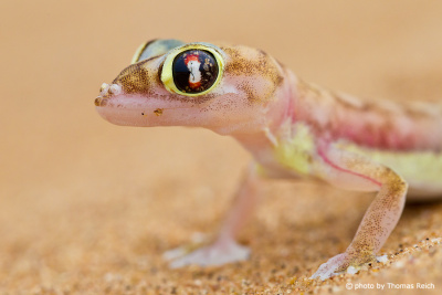 Palmato Gecko in der Wüste Namib