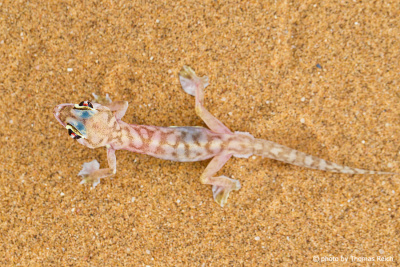 Namib Sand Gecko body