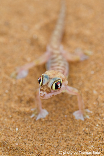 Namib Sand Gecko Wildlife