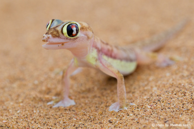 Palmato Gecko Augen