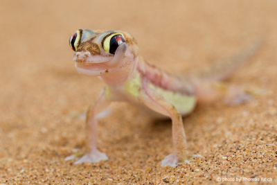 Palmato Gecko mit Zunge