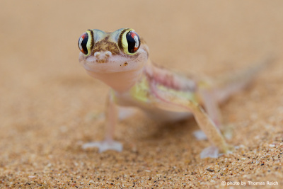 Namib Sand Gecko Little Five