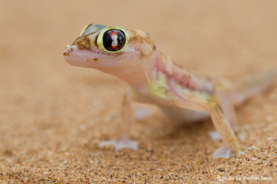 Namib Sand Gecko appearance