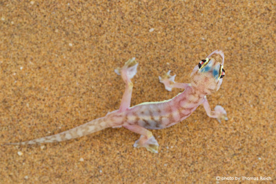 Namib Sand Gecko wildlife reptiles