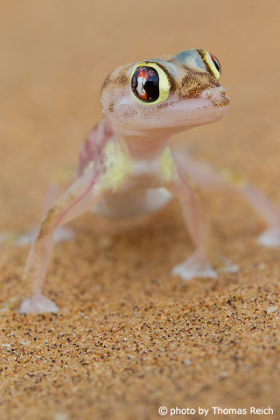 Namib Sand Gecko weight