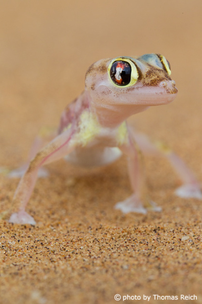 Namib Sand Gecko Namib desert