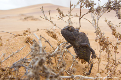 Chameleon in Swakopmund Namibia