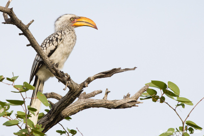 Southern yellow-billed hornbill appearance