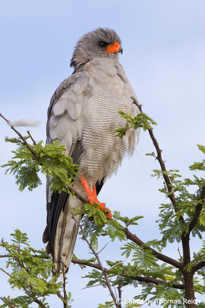 Pale Chanting goshawk sits on a branch