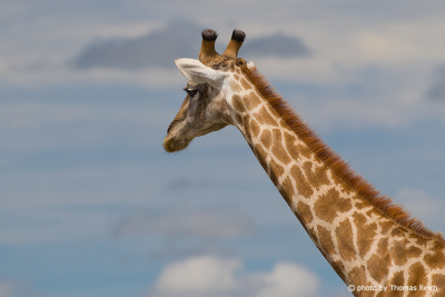 Giraffe long neck