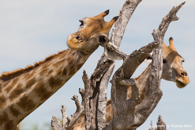 Giraffen Paar Männchen und Weibchen