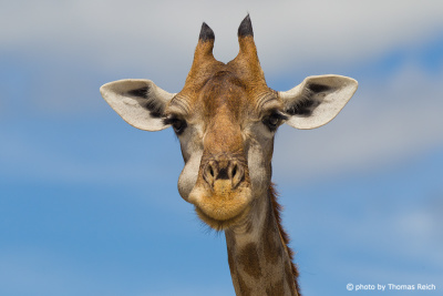 Giraffe nostrils