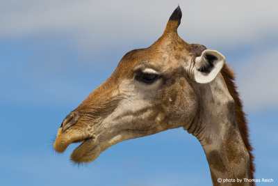 Giraffe nose