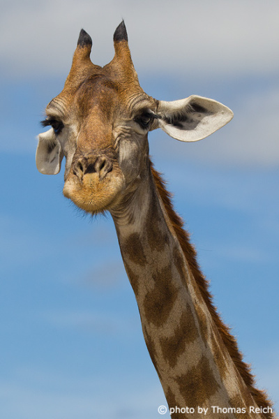 Giraffen Tier Aussehen