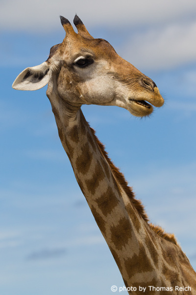 Giraffe Zunge