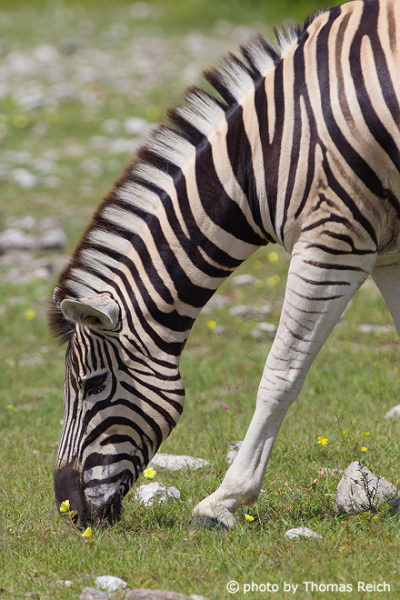 Plains Zebra appearance