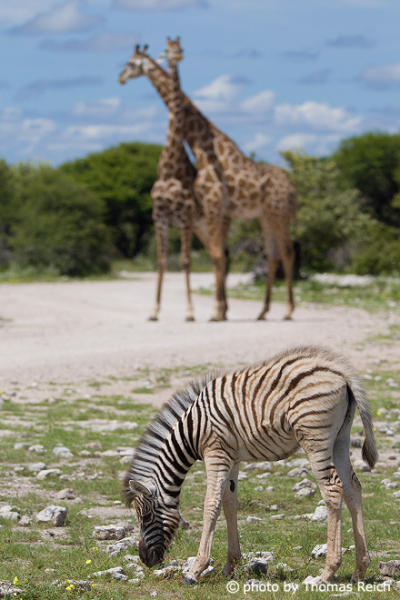 Giraffes and Zebra in Namibia, Africa