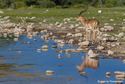 Impalas at the waterhole in Africa