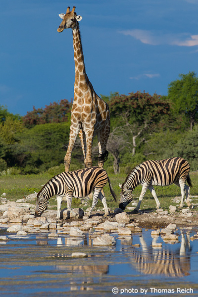 Common Zebras drinking water