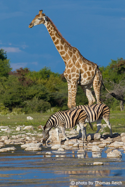 Zebras and Giraffe at the water hole, Etosha National Park Namibia, Africa