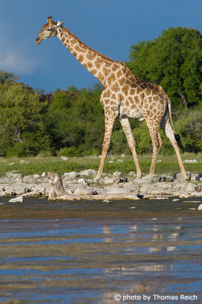 Giraffe size and height