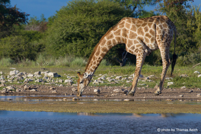 Giraffe trinkt Wasser