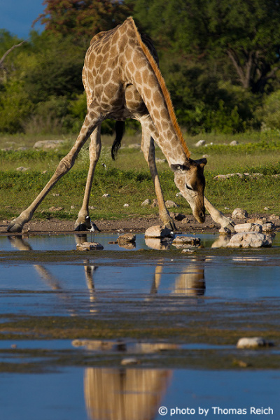 Giraffe mit gespreizten Beinen beim Trinken