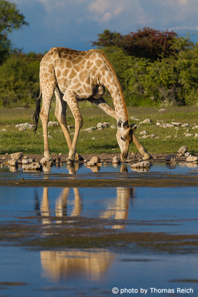 Thirsty giraffe at water hole