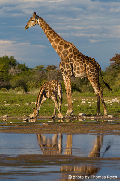 Giraffe mit Jungtier im Etosha-Nationalpark