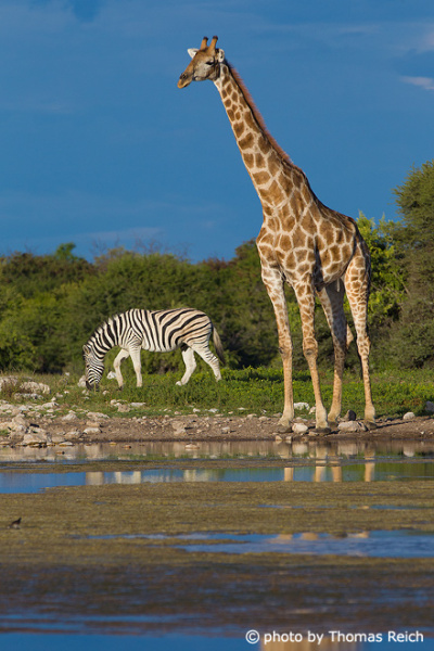 Steppenzebra und Giraffe an der Wasserstelle