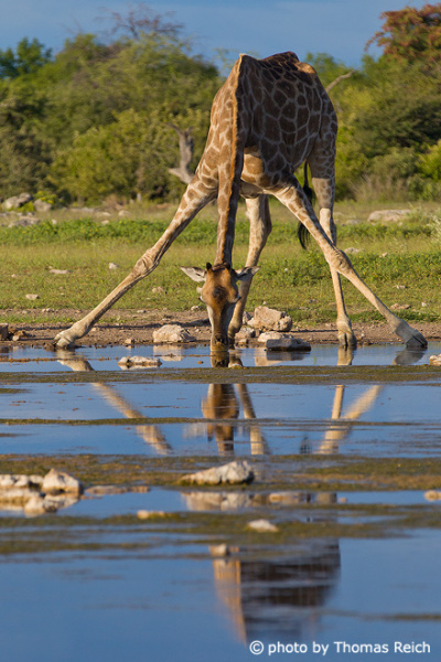 Giraffe trinkt mit gespreizten Beinen