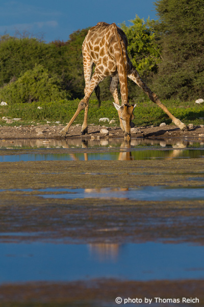 Giraffe trinkt an Wasserstelle