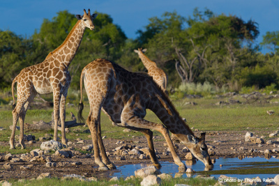 Herd of giraffes Africa