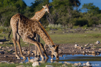 Drinking giraffes at the waterhole