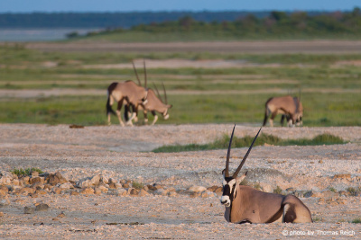 South African Oryx, Etosha Nationalpark