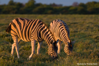 Plains Zebras wild life