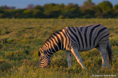 Zebra beim Grasen