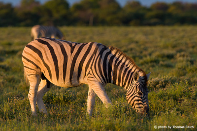 Zebra Lebensraum