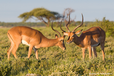 Male Impalas in Namibia